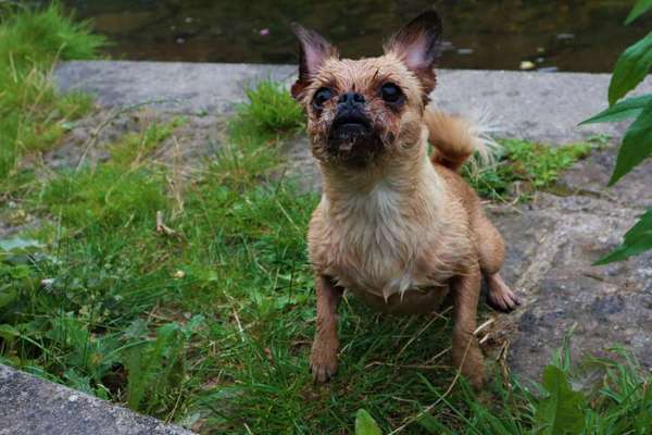 Dein Hund im Dogorama-Kalender 2021-Beitrag-Bild