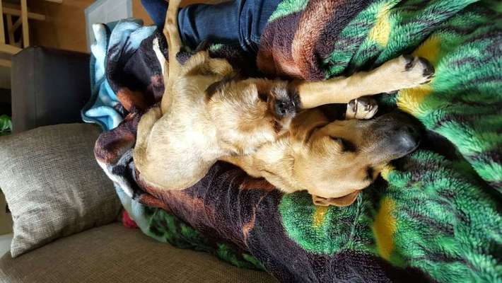 Mehrere Hunde zuhause !-Beitrag-Bild