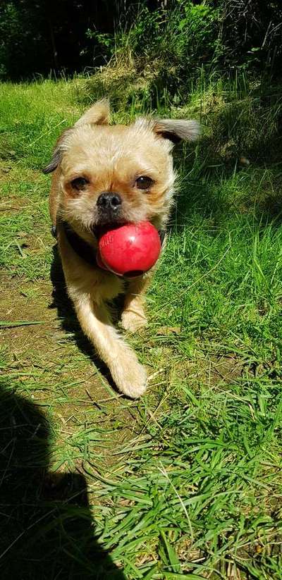 Dein Hund im Dogorama-Kalender 2021-Beitrag-Bild