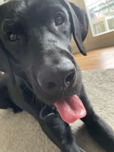 Dogorama Photo Challenge - Dein Hund beim Gähnen-Beitrag-Bild