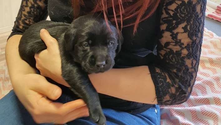 Das erste Bild eures Hundes-Beitrag-Bild