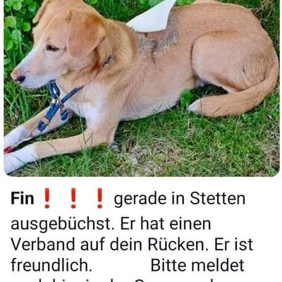 Entlaufene, Gefundene und Vermisste Hunde-Beitrag-Bild