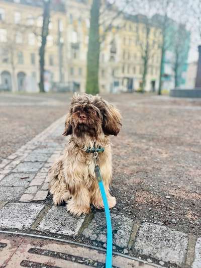 Hundetreffen-Wookie sucht Hundefreunde-Bild