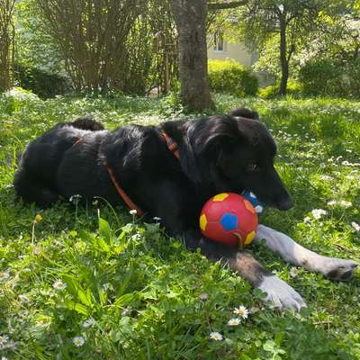 Hundetreffen-Gassi & Spaß 🐾-Bild
