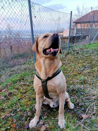 Hundetreffen-Zum Austoben-Bild