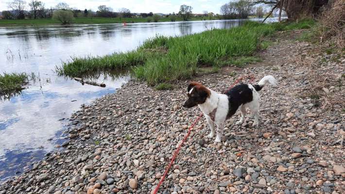 Hunde aus dem Tierschutz: Bulgarien-Beitrag-Bild