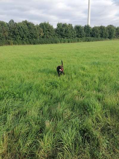 Hundetreffen-Gassi gehen/spielen/Training-Bild