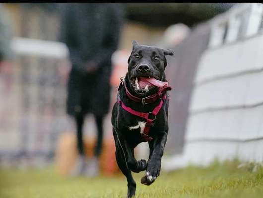 Challenge Nr. 16         Dynamik - Dein Hund in Bewegung-Beitrag-Bild