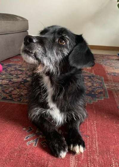 Tierschutzhund ist meine Lieblingsrasse-Beitrag-Bild