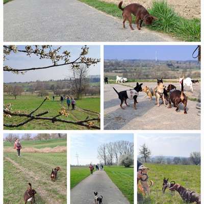 Hundetreffen-Minipfoten Gassirunde-Bild