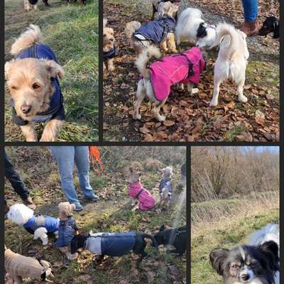 Hundetreffen-Minipfoten Gassirunde-Bild