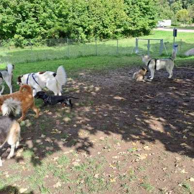 Hundeauslaufgebiet-Hundefreilauffläche Ettlingen Wilhemstr.-Bild