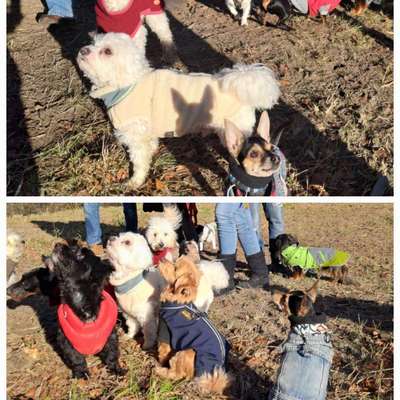 Hundetreffen-Minipfoten Gassirunde samstags-Bild