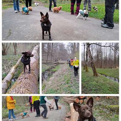 Hundetreffen-Minipfoten Gassirunde-Bild