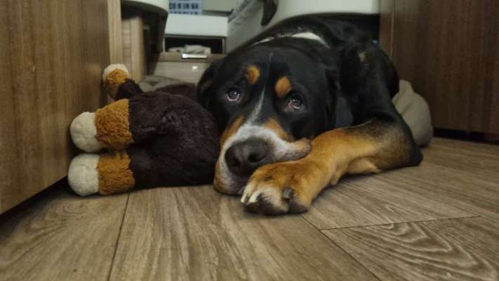 Der Lieblingsplüschi eures Vierbeiners-Beitrag-Bild