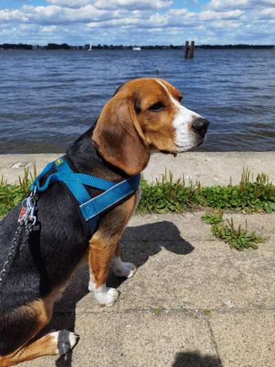 Wie kamt ihr auf die Rasse eures Hundes?-Beitrag-Bild