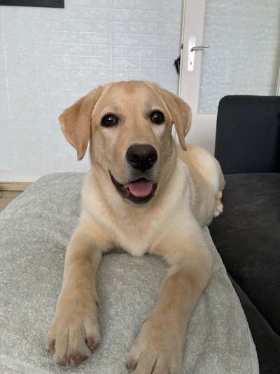 Labradorfans-Beitrag-Bild