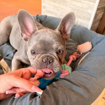 Hundetreffen-Bonni sucht Spielkameraden und Freunde-Bild