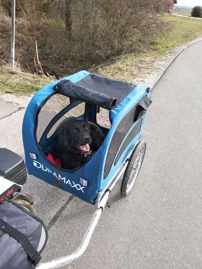 Empfehlungen für Fahrradanhänger-Beitrag-Bild