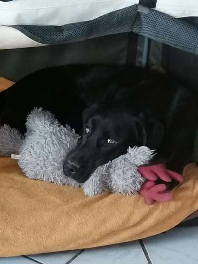 Labradorfans-Beitrag-Bild