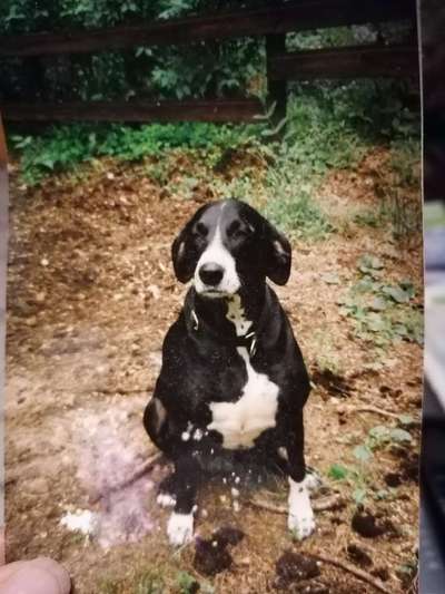 Welche Hunderasse-Beitrag-Bild