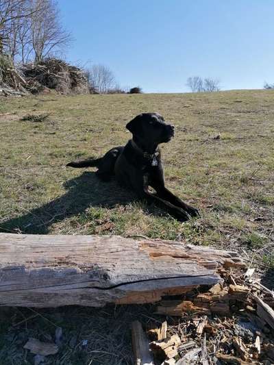 Labradorfans-Beitrag-Bild