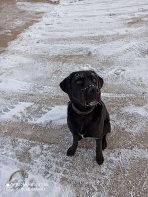 Welche Hunderasse-Beitrag-Bild