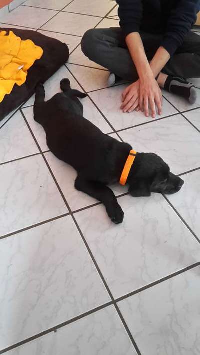 Welpen Bilder !-Beitrag-Bild