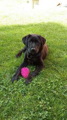 Welpen Bilder !-Beitrag-Bild