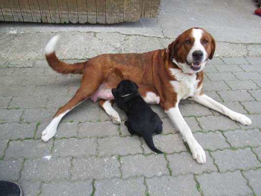 Welpen Bilder !-Beitrag-Bild