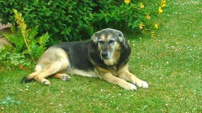 Welche Hunderasse-Beitrag-Bild