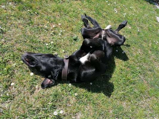 Die Dogorama Wochen Challenge-Beitrag-Bild