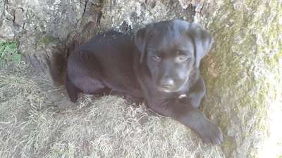 Welpen Bilder !-Beitrag-Bild