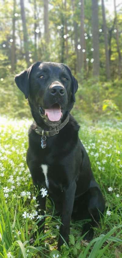 Labradorfans-Beitrag-Bild