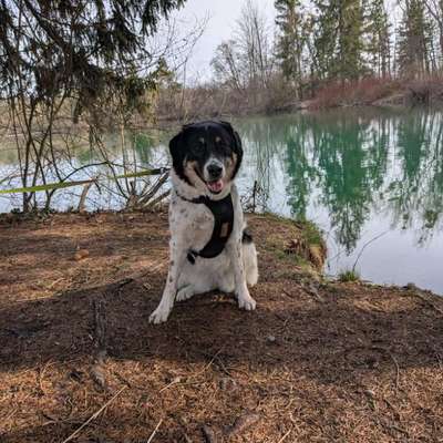 TierschutzhundeStammtisch🐕-Beitrag-Bild