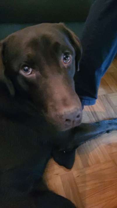 Dogorama Photo Challenge - Hundeblick zum hinschmelzen-Beitrag-Bild