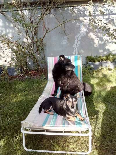 TierschutzhundeStammtisch🐕-Beitrag-Bild