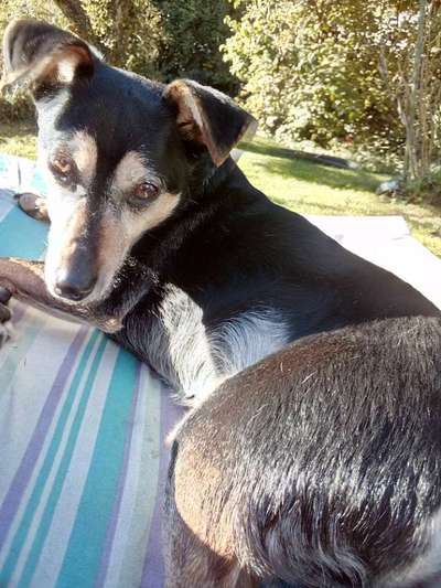 TierschutzhundeStammtisch🐕-Beitrag-Bild