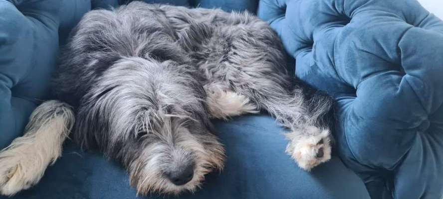 Gibts hier Mioritic Besitzer?-Beitrag-Bild