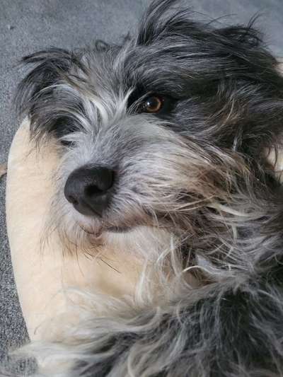 Gibts hier Mioritic Besitzer?-Beitrag-Bild