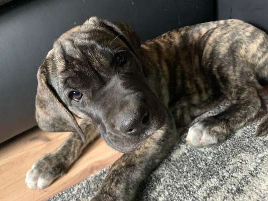 Welpen Bilder !-Beitrag-Bild