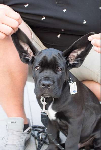 Welpen Bilder !-Beitrag-Bild