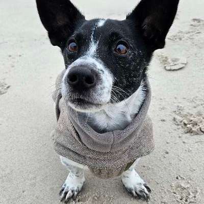 Hundetreffen-Hundekontakt und Trainingspatner-Bild