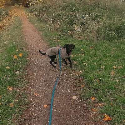 Hundetreffen-Sozial Kontakt-Bild