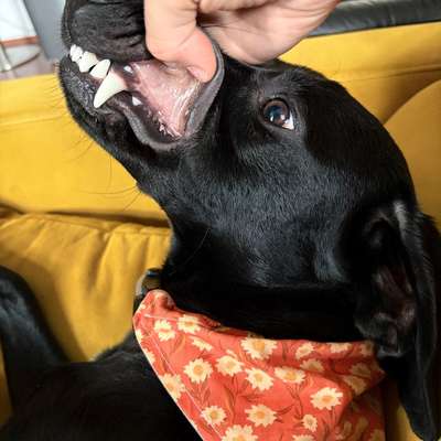 Blasse Schleimhäute??-Beitrag-Bild