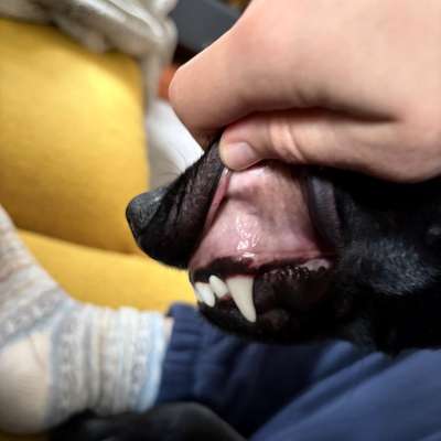 Blasse Schleimhäute??-Beitrag-Bild