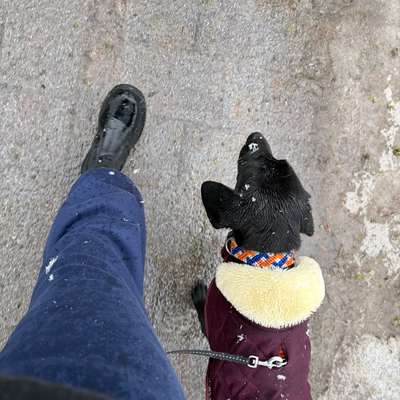 Sozialisierung Junghunde-Beitrag-Bild