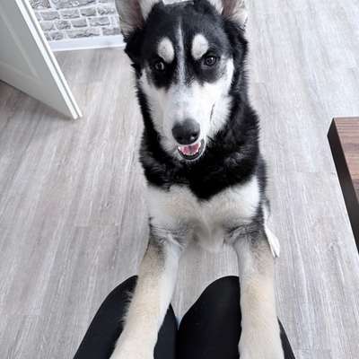 Hundetreffen-Hundekumpel-Bild