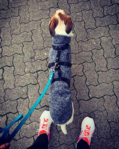Windhunde und Winter - Pullover mit spezieller Passform?!-Beitrag-Bild