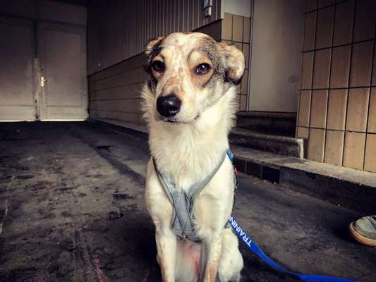 Geschirr Empfehlung-Beitrag-Bild